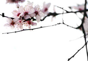 Spring blossom