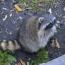 Fuzzy Raccoon