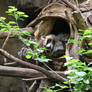 Sleepy Raccoon