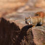 Little Red Squirrel