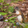 Standing Squirrel