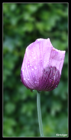 Papaver Somniferum