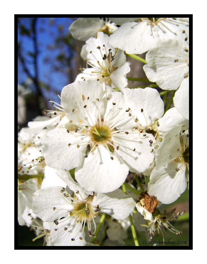 Spring Blossoms II