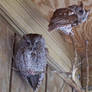 screech owl