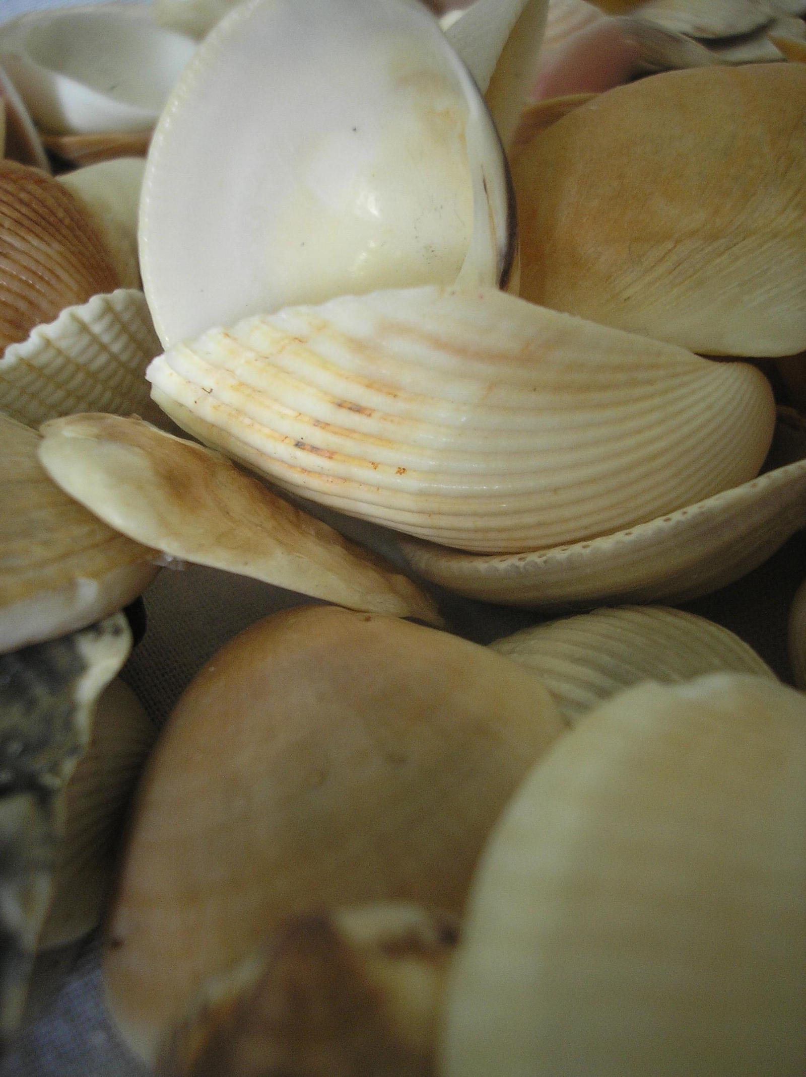 shells stock 3 by coloreddollstock on DeviantArt