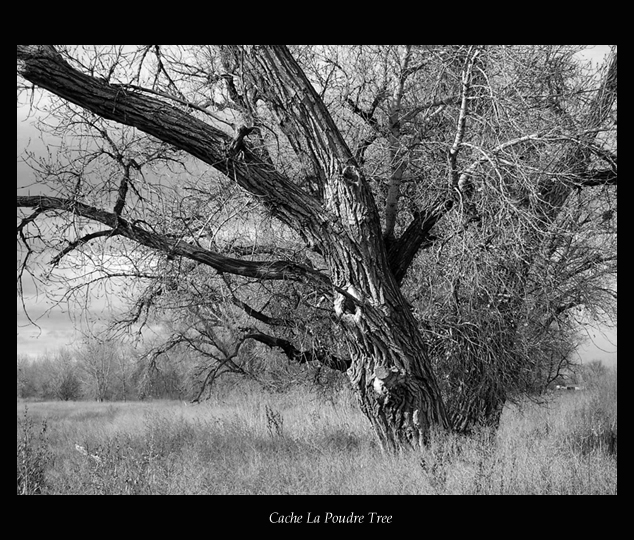 Cache la Poudre Tree