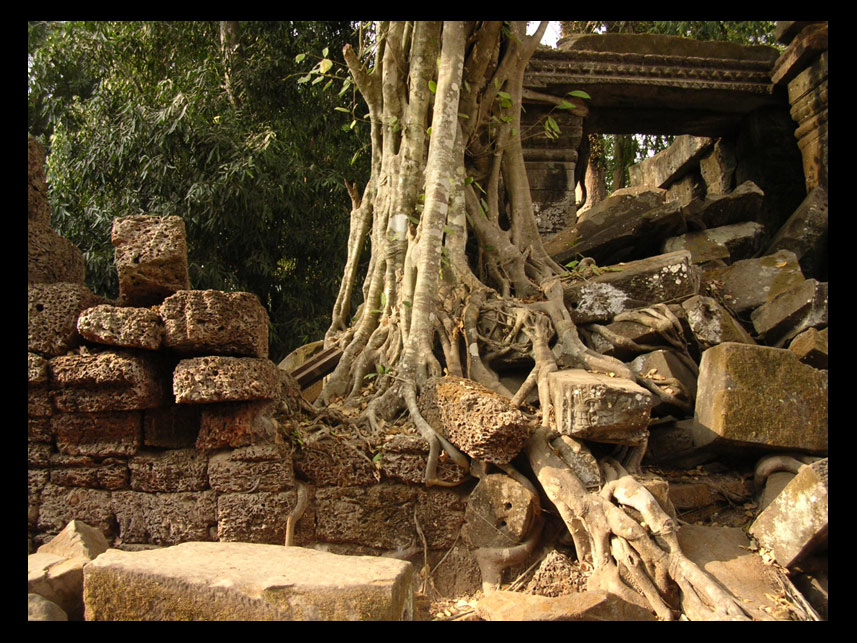 Ta Phrom Tree