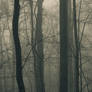 forest_through_the_trees2