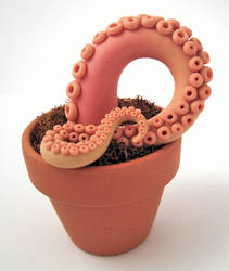 Tentacle plant- Blush