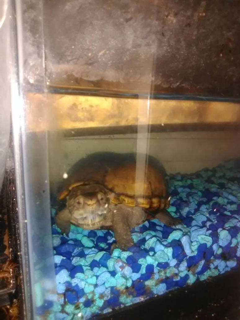 Turtle Toony toni the turtle by thetimtimjr on DeviantArt
