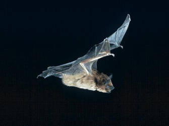 the flight of a bat