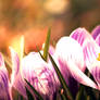 Crocuses