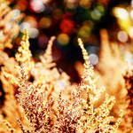 Livin La Vida Bokeh by incolor16