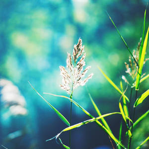 Dancing In The Wind