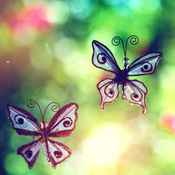 Butterflies