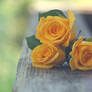 Yellow Roses