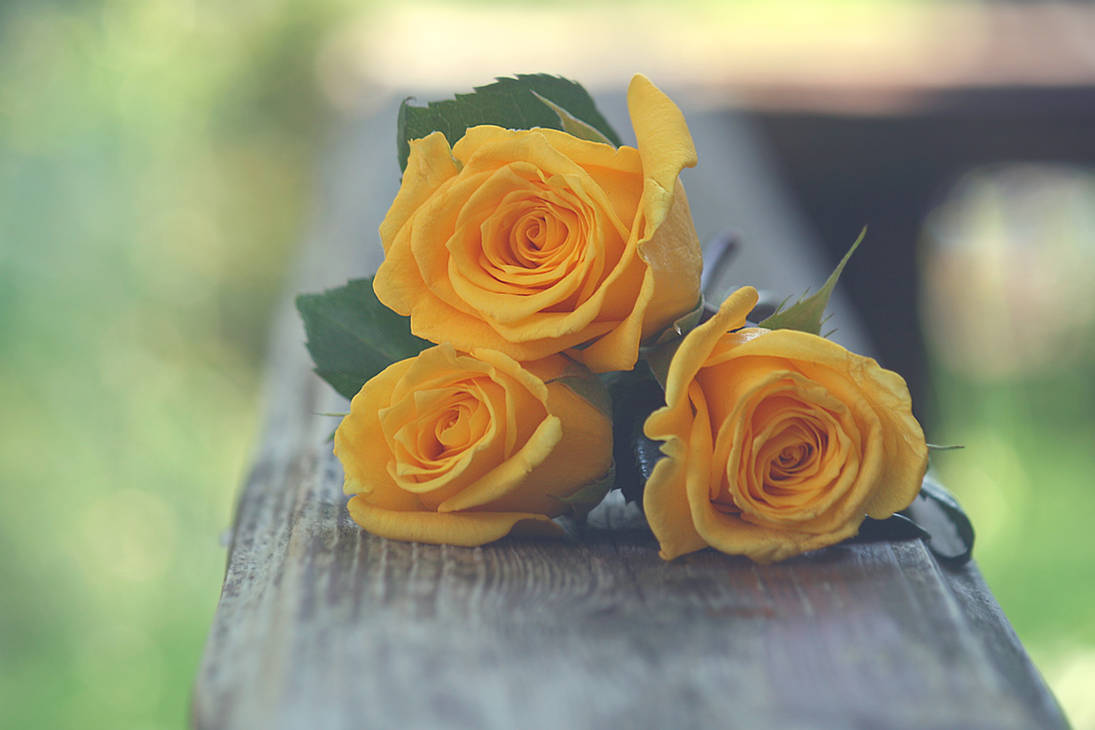 Yellow Roses by incolor16