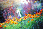 Dreams of Marigold by incolor16