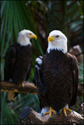 two bald eagles