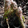 cypress tree knee by water