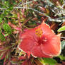 hibiscus flower 7