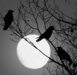  three crows