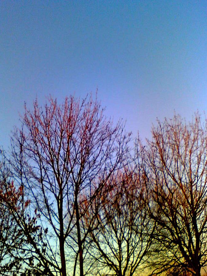 LSD trees... by Lulu0001 on DeviantArt