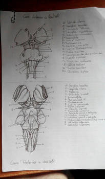 Anatomy drawing