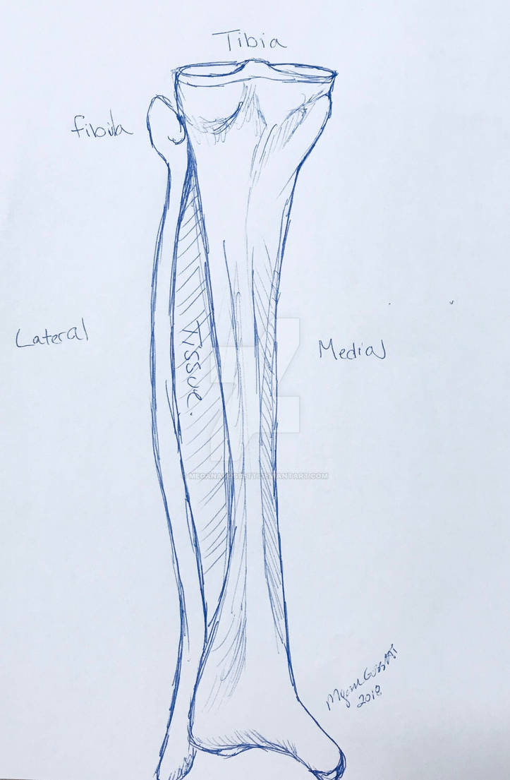 Tibia and fibia by meganagossett on DeviantArt