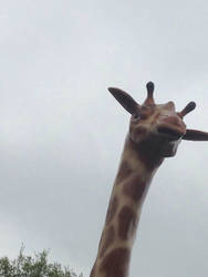 Shocked Giraffee of Gizzambagoo