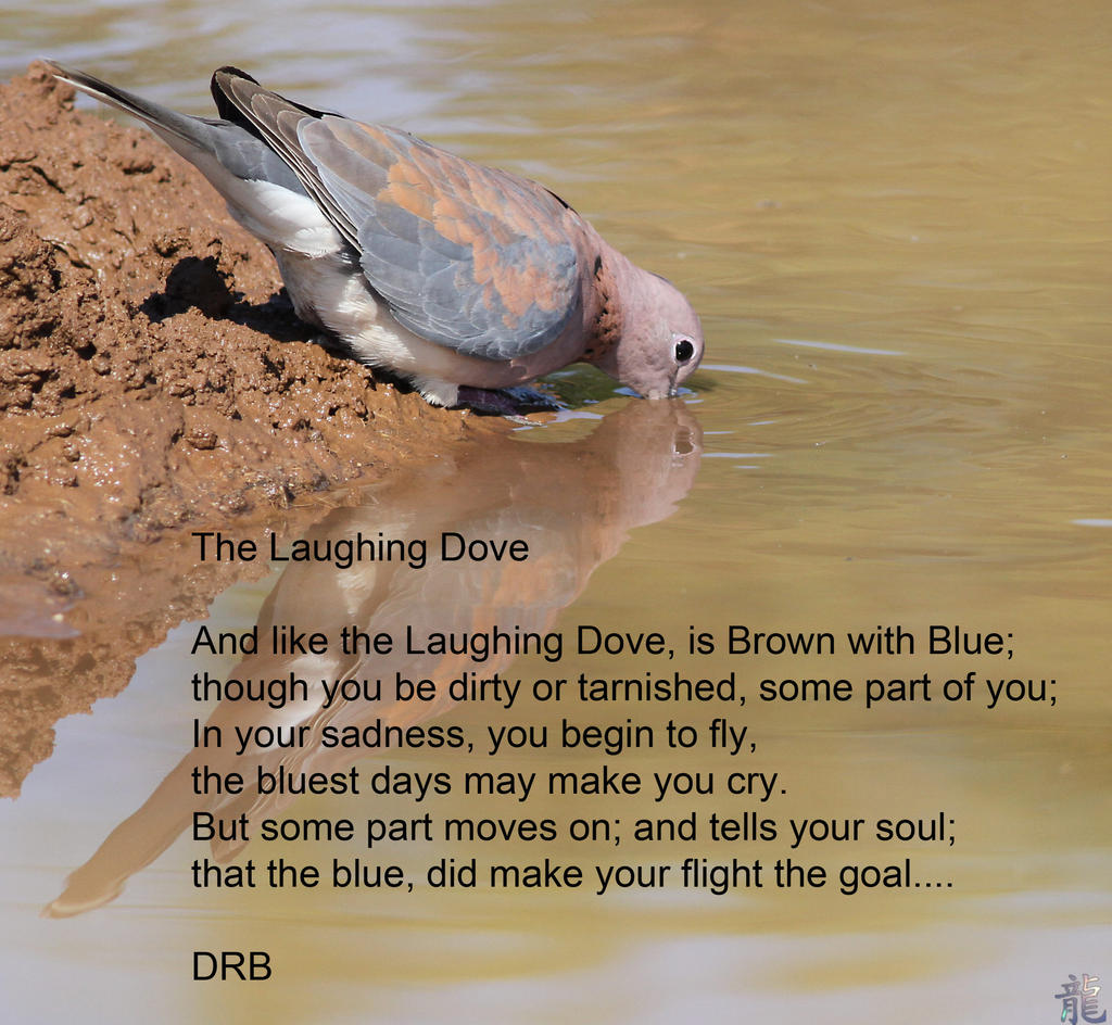 The Laughing Dove