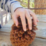 Pinecone