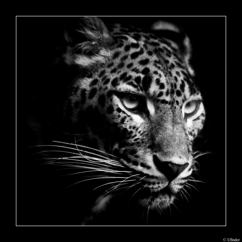 Leopardo