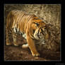 Tigre