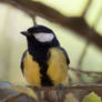 Parus Comun - Carbonero I