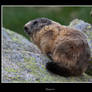 Marmota del Colomers