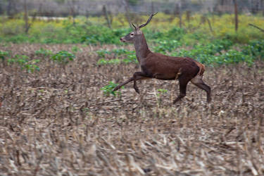 Venado horquillado