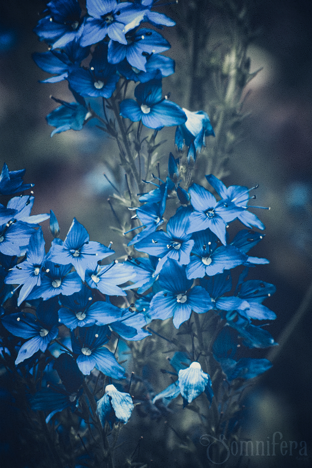 Delphinium