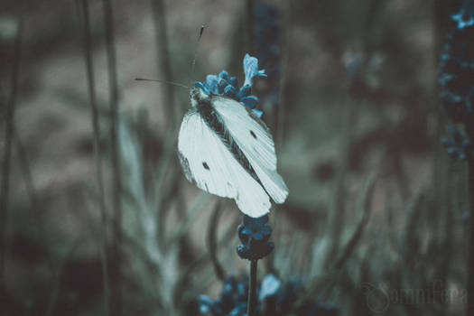 Pieris Brassicae