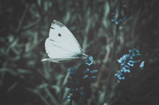 Pieris Brassicae