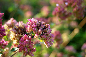 A Late Bloom