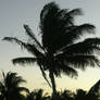 Sun Set Palm