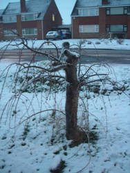 Tree in snow in Feb