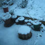 Dead plants in snow