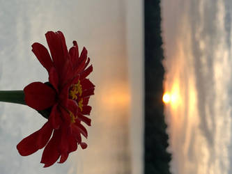 Flower under Sunset