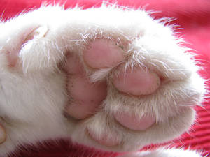 .:Cat Parts:. Seven, Paw Down by waterdrup