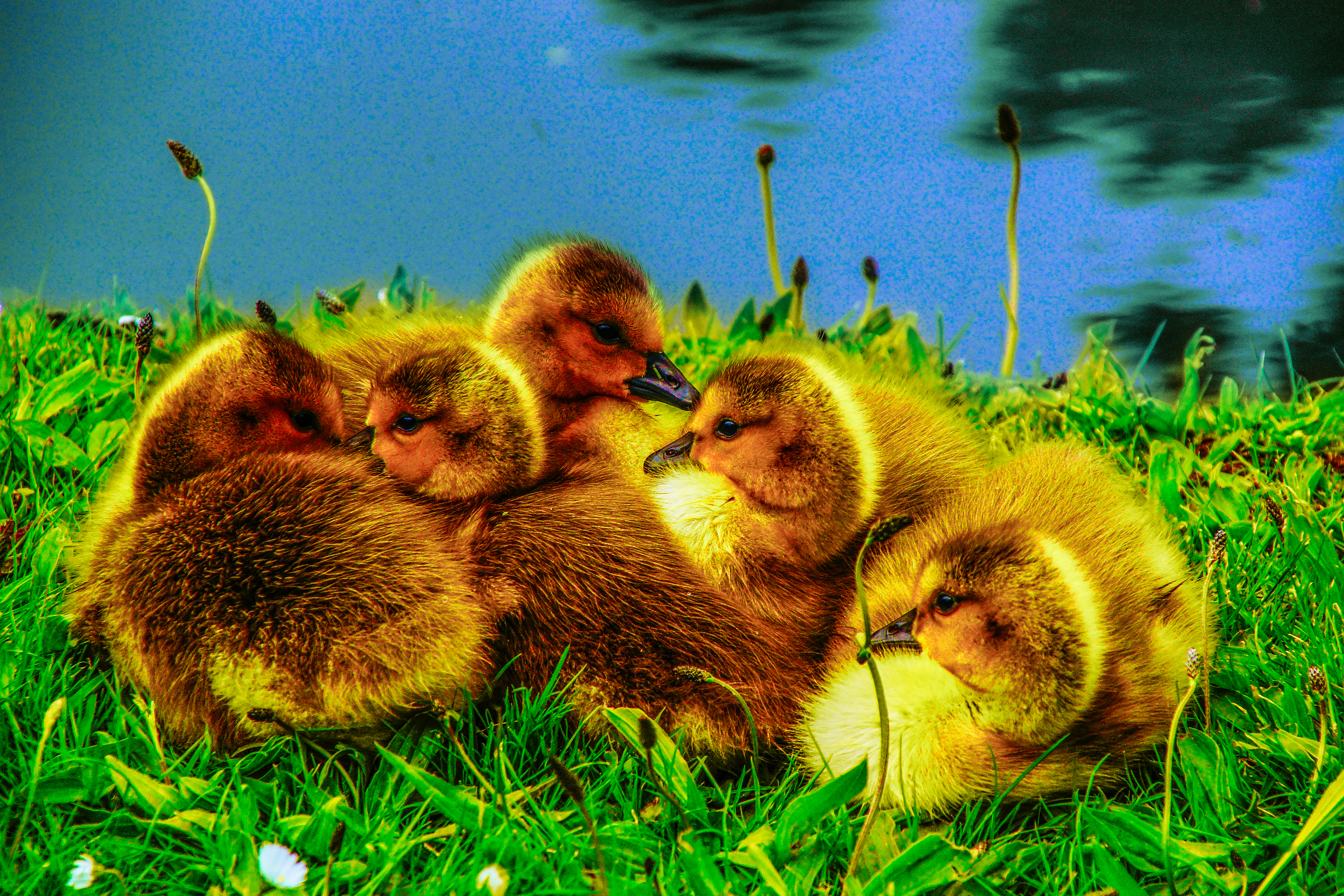 Golden Goslings 2013.05.21