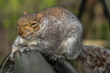 Evil squirrel is watching you