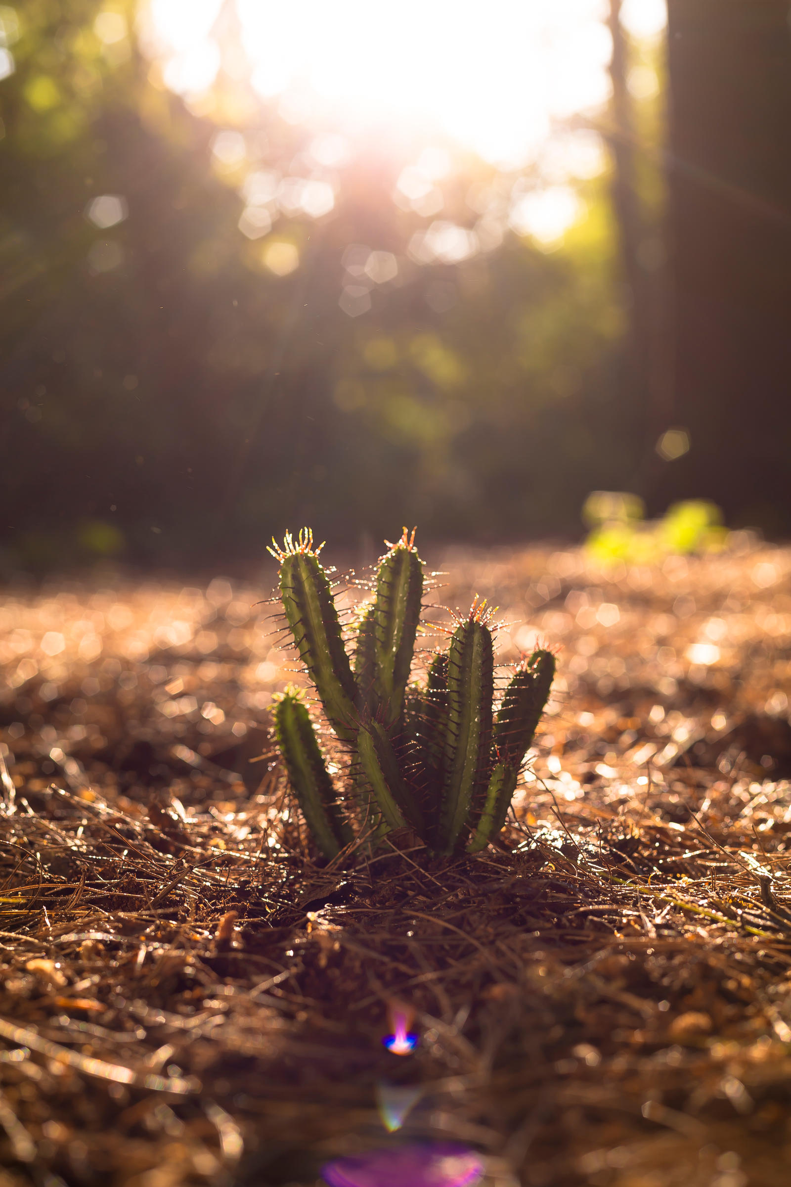 Little Cactus in Bostol Woods