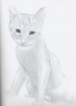 Practice - Kitten